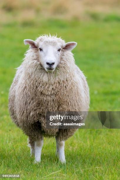 Sheep flock